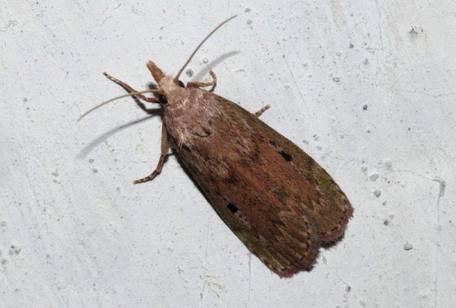 Aphomia sociella?